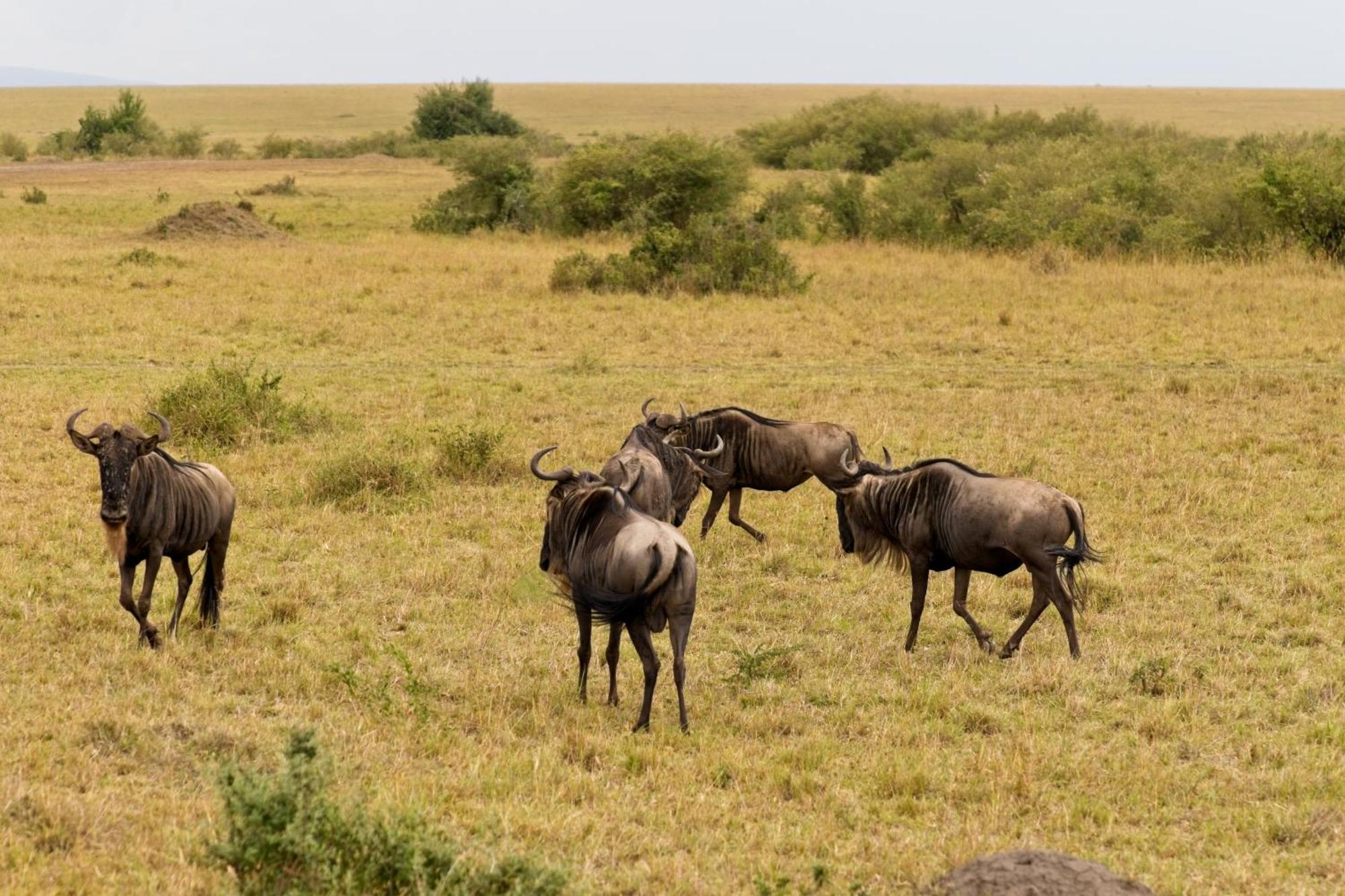 Muthu Keekorok Lodge, Maasai Mara, Narok Exterior photo
