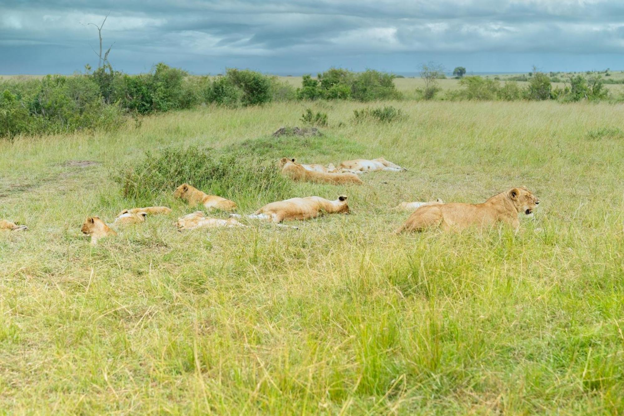 Muthu Keekorok Lodge, Maasai Mara, Narok Exterior photo
