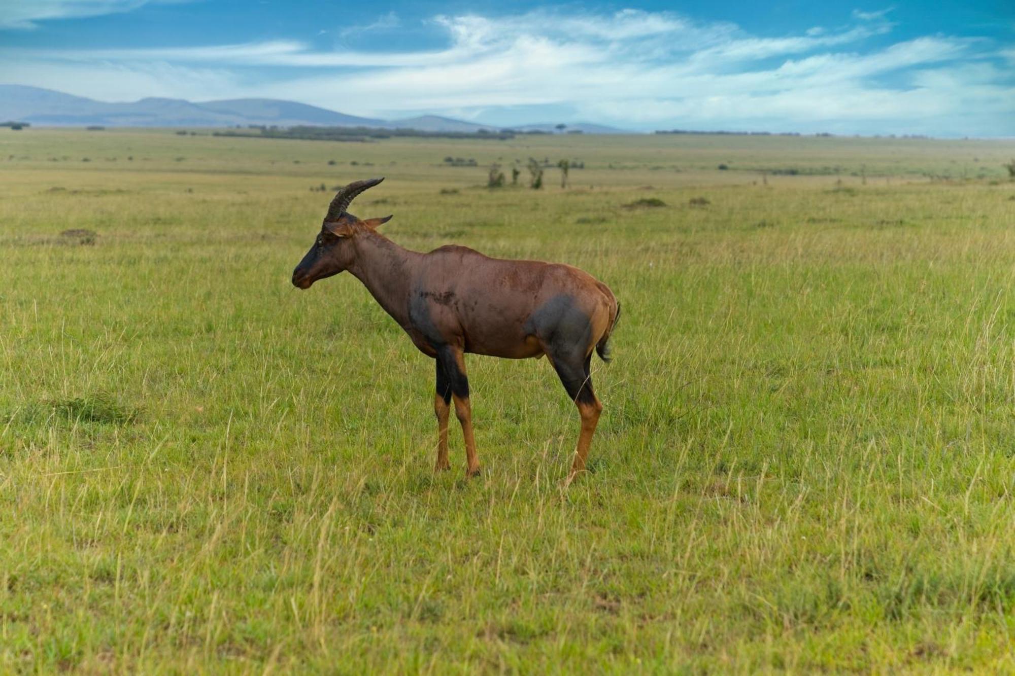 Muthu Keekorok Lodge, Maasai Mara, Narok Exterior photo